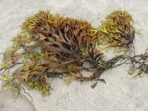 seaweed-9070_640